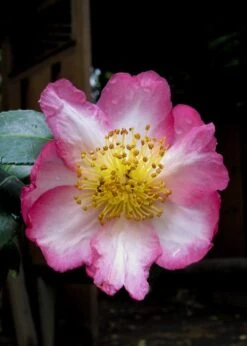 Autumn Sunrise Camellia Sasanqua - 1 Gallon Pot -Flowers World Shop camellia autumn sunrise 10