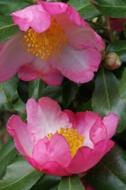 Autumn Sunrise Camellia Sasanqua - 1 Gallon Pot -Flowers World Shop camellia autumn sunrise 2