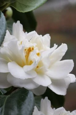 Cream Puff Fragrant Camellia - 3 Gallon Pot -Flowers World Shop camellia cream puff 1