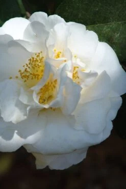 Cream Puff Fragrant Camellia - 3 Gallon Pot -Flowers World Shop camellia cream puff 2