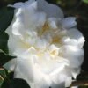 Cream Puff Fragrant Camellia - 3 Gallon Pot 2 Cream Puff Fragrant Camellia - 3 Gallon Pot -Flowers World Shop camellia cream puff 4