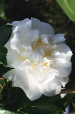 Cream Puff Fragrant Camellia - 3 Gallon Pot