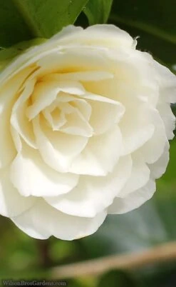 Dahlonega Camellia Japonica - 3 Gallon Pot 9 Dahlonega Camellia Japonica - 3 Gallon Pot -Flowers World Shop camellia dahlonega 3