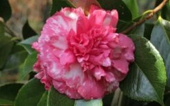 Sacred Dance Camellia Japonica 'Daikagura' - 3 Gallon Pot -Flowers World Shop camellia daikagura 20