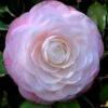 Ella Ward Parsons Camellia - 3 Gallon Pot 2 Ella Ward Parsons Camellia - 3 Gallon Pot -Flowers World Shop camellia ella ward parsons 1