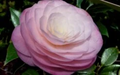 Ella Ward Parsons Camellia - 3 Gallon Pot -Flowers World Shop camellia ella ward parsons 2