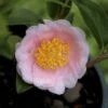 Frost Princess Camellia - 3 Gallon Pot 2 Frost Princess Camellia - 3 Gallon Pot -Flowers World Shop camellia frost princess 1