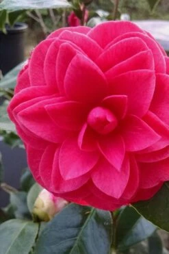 Glen 40 Camellia Japonica - 1 Gallon Pot -Flowers World Shop camellia glen 40 1