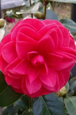 Glen 40 Camellia Japonica - 3 Gallon Pot 14 Glen 40 Camellia Japonica - 3 Gallon Pot -Flowers World Shop camellia glen 40 2 1