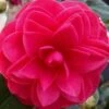 Glen 40 Camellia Japonica - 3 Gallon Pot -Flowers World Shop camellia glen 40 2 thumbnail 1
