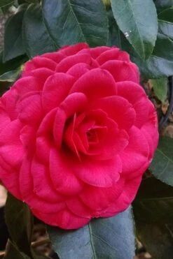 Glen 40 Camellia Japonica - 3 Gallon Pot 12 Glen 40 Camellia Japonica - 3 Gallon Pot -Flowers World Shop camellia glen 40 3 1
