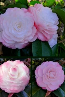 Guest Star Camellia Japonica - 1 Gallon Pot -Flowers World Shop camellia guest star 3 1