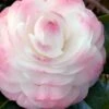 Guest Star Camellia Japonica - 3 Gallon Pot 2 Guest Star Camellia Japonica - 3 Gallon Pot -Flowers World Shop camellia guest star 7