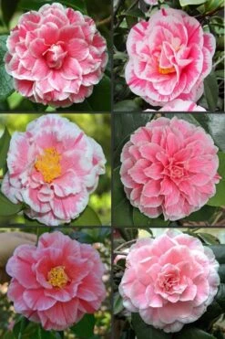 Brilliant Gem Fragrant Camellia Japonica 'Herme' - 1 Gallon Pot -Flowers World Shop camellia herrmes 1