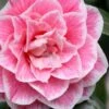 Brilliant Gem Fragrant Camellia Japonica 'Herme' - 1 Gallon Pot 2 Brilliant Gem Fragrant Camellia Japonica 'Herme' - 1 Gallon Pot -Flowers World Shop camellia herrmes 5