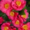 Bright Eyes Camellia Japonica - 3 Gallon Pot -Flowers World Shop camellia hybrid bright eyes 1
