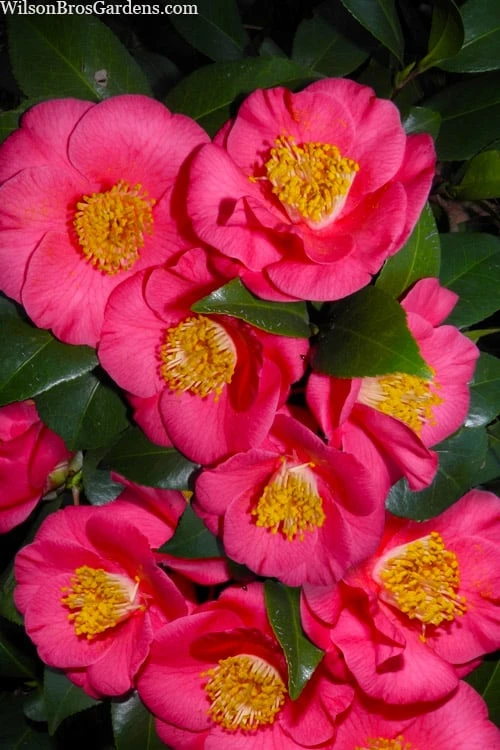 Bright Eyes Camellia Japonica - 3 Gallon Pot 3 Bright Eyes Camellia Japonica - 3 Gallon Pot