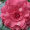 In The Pink Camellia Japonica - 3 Gallon Pot -Flowers World Shop camellia in the pink 2