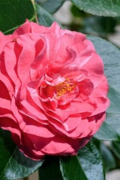 In The Pink Camellia Japonica - 3 Gallon Pot -Flowers World Shop camellia in the pink 3