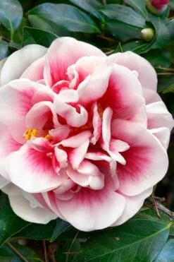 Irrational Exuberance Camellia Japonica - 3 Gallon Pot -Flowers World Shop camellia irrational exuberance 3 1