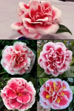 Irrational Exuberance Camellia Japonica - 3 Gallon Pot -Flowers World Shop camellia irrational exuberance 6 1