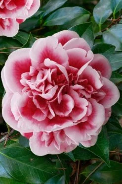Irrational Exuberance Camellia Japonica - 3 Gallon Pot -Flowers World Shop camellia irrational exuberance 7 1