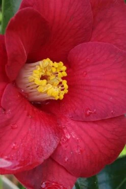 Adeyaka Camellia Japonica - 3 Gallon Pot -Flowers World Shop camellia japonica adeyaka 1