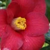 Adeyaka Camellia Japonica - 3 Gallon Pot -Flowers World Shop camellia japonica adeyaka 2