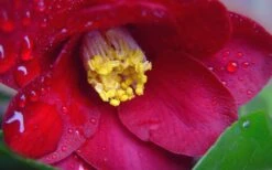 Adeyaka Camellia Japonica - 3 Gallon Pot -Flowers World Shop camellia japonica adeyaka 3