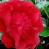 Altheaflora Camellia - 3 Gallon Pot -Flowers World Shop camellia japonica altheaflora 1