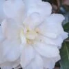 Chisato No Aki Camellia Japonica - 3 Gallon Pot -Flowers World Shop camellia japonica chisato no aki 2