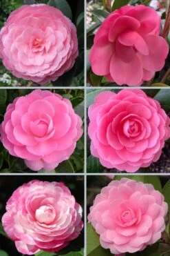 E.G. Waterhouse Camellia - Williamsii Hybrid - 3 Gallon Pot -Flowers World Shop camellia japonica e g waterhouse 21 1