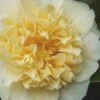 Jury's Yellow Camellia - 3 Gallon Pot -Flowers World Shop camellia japonica jurys yellow 100