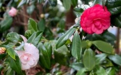 LA Peppermint Camellia Japonica - 1 Gallon Pot 13 LA Peppermint Camellia Japonica - 1 Gallon Pot -Flowers World Shop camellia japonica la peppermint 101