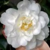 Mrs. Bertha Camellia - 3 Gallon Pot -Flowers World Shop camellia japonica mrs bertha a harms 4