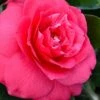 Rose Dawn Camellia Japonica - 3 Gallon Pot 2 Rose Dawn Camellia Japonica - 3 Gallon Pot -Flowers World Shop camellia japonica rose dawn 23