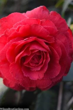 Rosea Superba Sport Camellia - 3 Gallon Pot -Flowers World Shop camellia japonica rosea superba 1