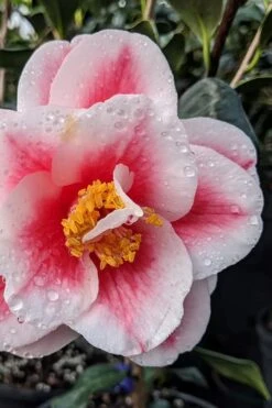 Sadaharu Oh Camellia - 3 Gallon Pot -Flowers World Shop camellia japonica sadaharu oh 100 1