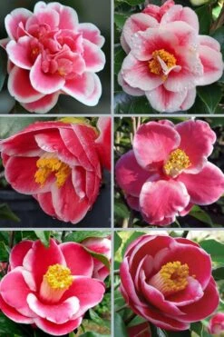 Sadaharu Oh Camellia - 3 Gallon Pot -Flowers World Shop camellia japonica sadaharu oh 102 1