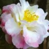 Star Above Star Camellia Sasanqua - 3 Gallon Pot -Flowers World Shop camellia japonica star above star 1