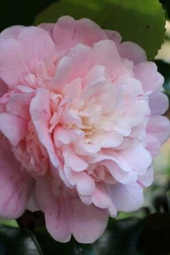 Thompsonii Camellia Japonica - 1 Gallon Pot