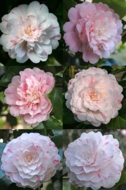 Thompsonii Camellia Japonica - 1 Gallon Pot 10 Thompsonii Camellia Japonica - 1 Gallon Pot -Flowers World Shop camellia japonica thompsonii 4