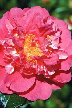 Kumasaka Camellia Japonica - 1 Gallon Pot -Flowers World Shop camellia kumasaka 3