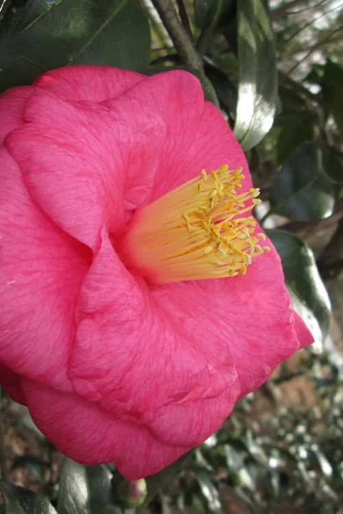 Lady Clare Camellia Japonica - 3 Gallon Pot 8 Lady Clare Camellia Japonica - 3 Gallon Pot - Image 6