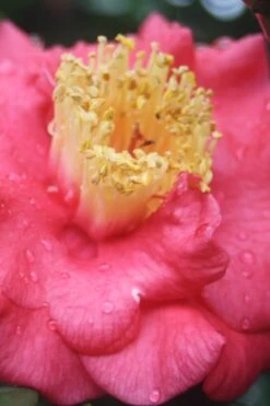 Lady Clare Camellia Japonica - 3 Gallon Pot 11 Lady Clare Camellia Japonica - 3 Gallon Pot -Flowers World Shop camellia lady clare 2