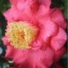 Lady Clare Camellia Japonica - 3 Gallon Pot -Flowers World Shop camellia lady clare 3