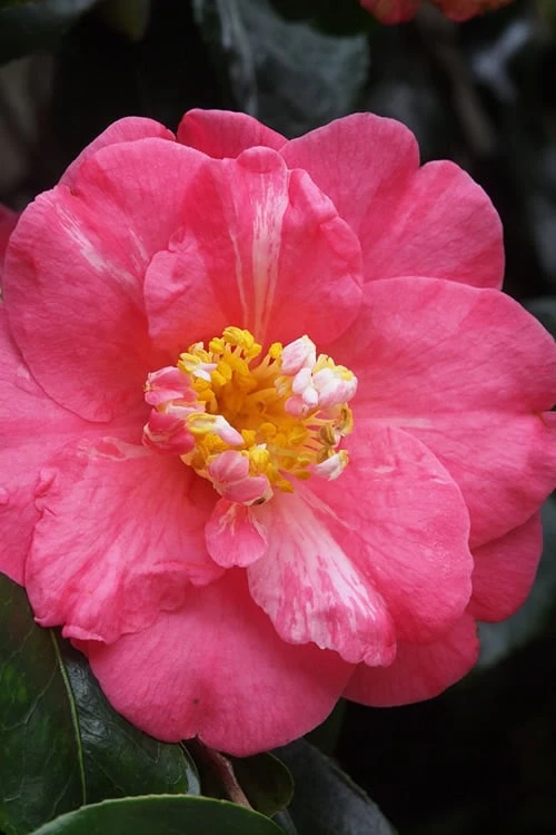 Lady Clare Camellia Japonica - 3 Gallon Pot 7 Lady Clare Camellia Japonica - 3 Gallon Pot - Image 5