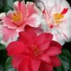Lady Vansittart Multicolor Camellia Japonica - 3 Gallon Pot 2 Lady Vansittart Multicolor Camellia Japonica - 3 Gallon Pot -Flowers World Shop camellia lady vansittart 50 2
