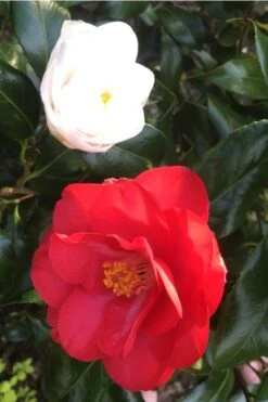 Lady Vansittart Multicolor Camellia Japonica - 1 Gallon Pot -Flowers World Shop camellia lady vansittart red flower 1