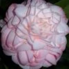 Little Susie Camellia - 1 Gallon Pot -Flowers World Shop camellia little susie 1